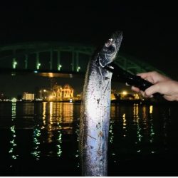 釣れるとデカい湾奥タチウオ