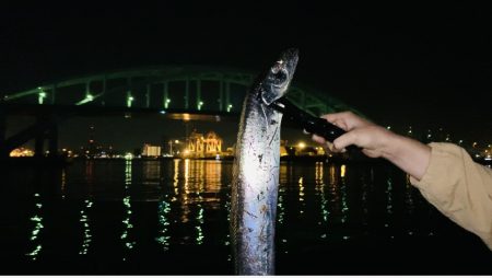 釣れるとデカい湾奥タチウオ