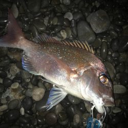 投げサビキでマダイGET