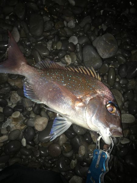 投げサビキでマダイGET