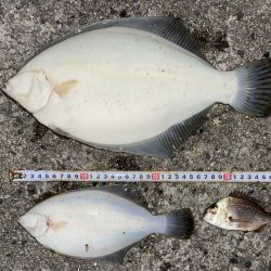 夕まづめカレイ