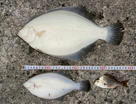 夕まづめカレイ