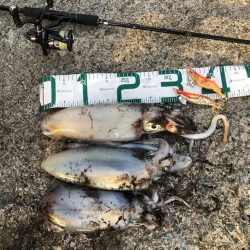 2021佐渡ヶ島 エギング　45回目