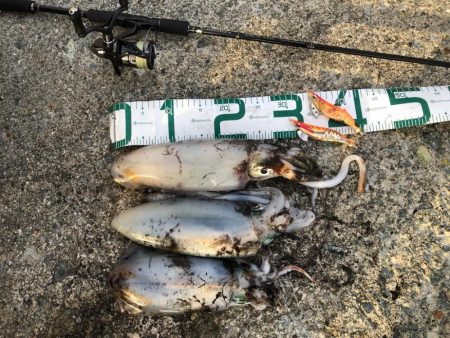 2021佐渡ヶ島 エギング　45回目