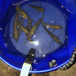 最後のアオリイカ狙い