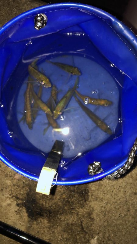 最後のアオリイカ狙い