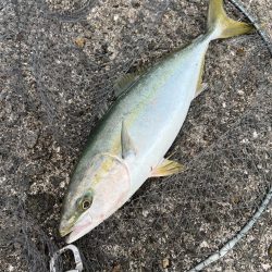 まさかの高活性