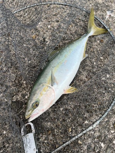 まさかの高活性