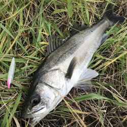 九頭龍シーバスアングラーとしてのプライド！…