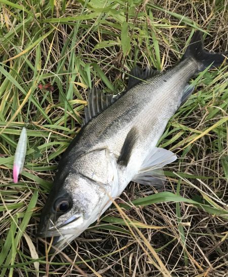 九頭龍シーバスアングラーとしてのプライド！…