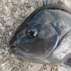 グレシーズン開幕