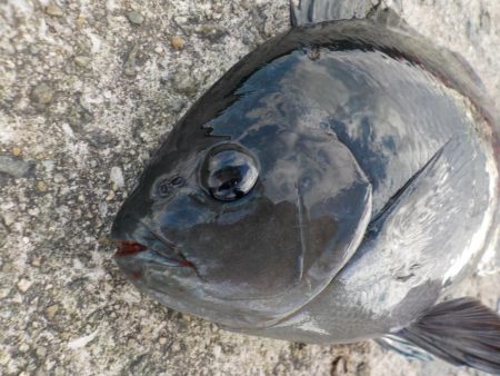 グレシーズン開幕