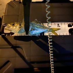 久々の平日アジング