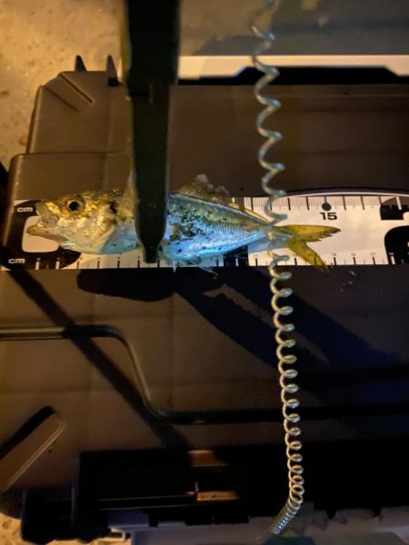 久々の平日アジング