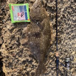 久しぶりのヒラメ