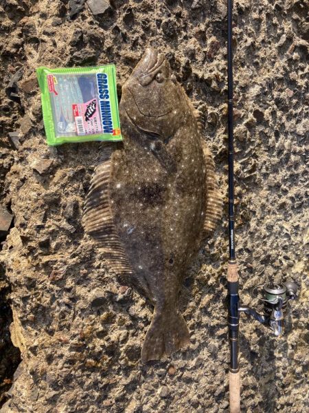 久しぶりのヒラメ