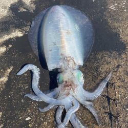 今年秋イカ初ヤエンでキロアップ