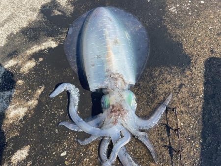 今年秋イカ初ヤエンでキロアップ