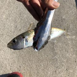 アジング　新規開拓