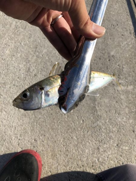 アジング　新規開拓