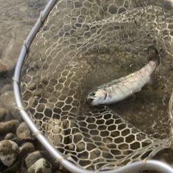 北方マス釣り場にニジマス釣りにいってきました