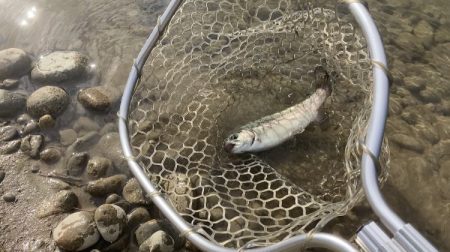 北方マス釣り場にニジマス釣りにいってきまし…