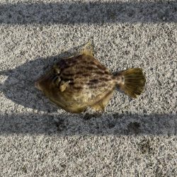 西側はフグ地獄