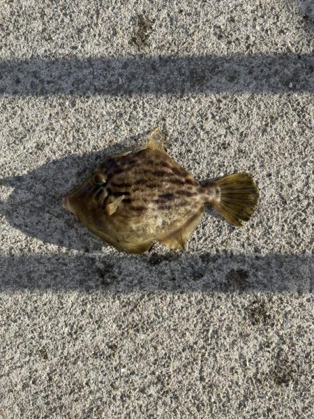 西側はフグ地獄