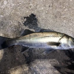 ジグ単アジング