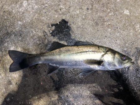 ジグ単アジング