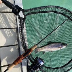 カメプーでエリアトラウト