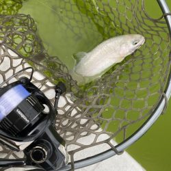 釣れない日に当たった。