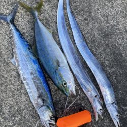 サゴシ・ハマチ・タチウオ