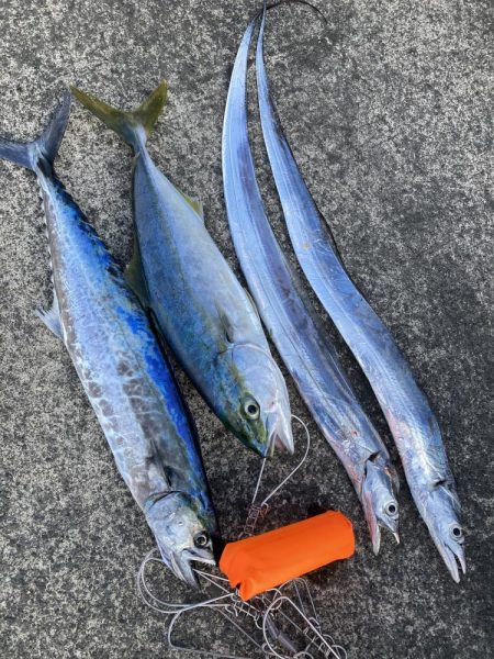 サゴシ・ハマチ・タチウオ