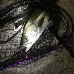 産卵前の荒食いやね