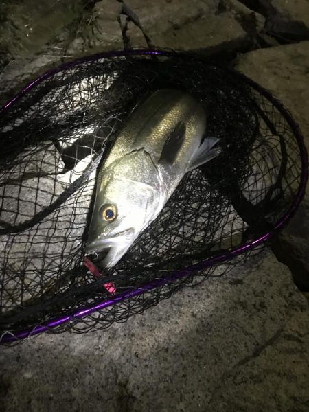 産卵前の荒食いやね