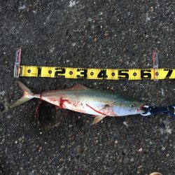 ショアジギング