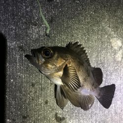 そろそろかしら