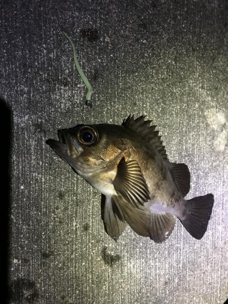 そろそろかしら