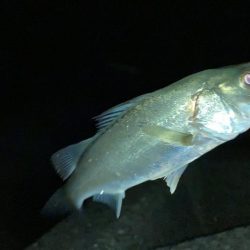 電気ウキでセイゴ釣り