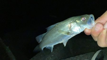 電気ウキでセイゴ釣り