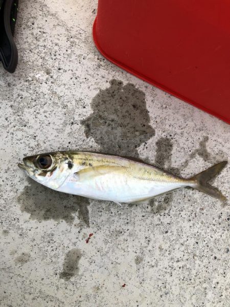 アジング釣行