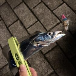 ⭐︎久しぶりのタチウオ！