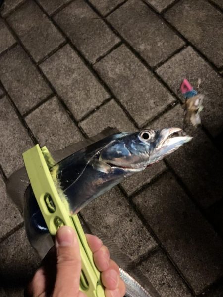 ⭐︎久しぶりのタチウオ！