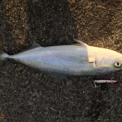 たかたかの釣り日記