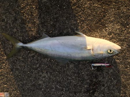 たかたかの釣り日記