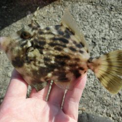 今シーズン初のカワハギ釣り