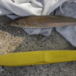 大潮なのに渋い