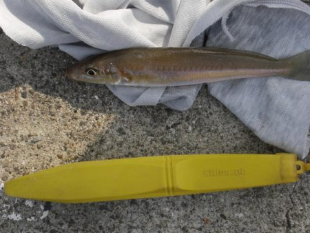 大潮なのに渋い