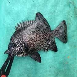 たかたか釣り日記